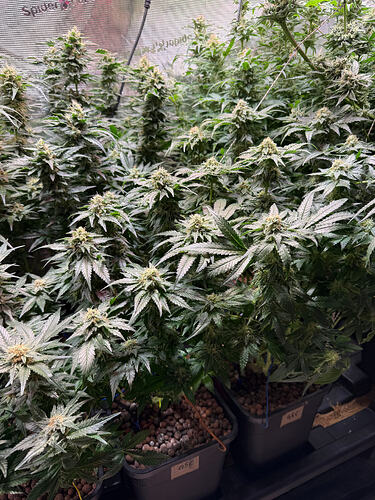 Growreport Bild 33