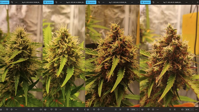 56_62_71_77_Bud4