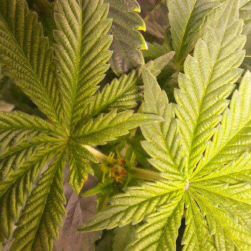 Nahaufnahme von zwei großen, grünen Cannabisblättern mit gezackten Rändern. Im Hintergrund sind weitere Blätter und ein kleiner, blühender Teil einer Pflanze zu sehen.