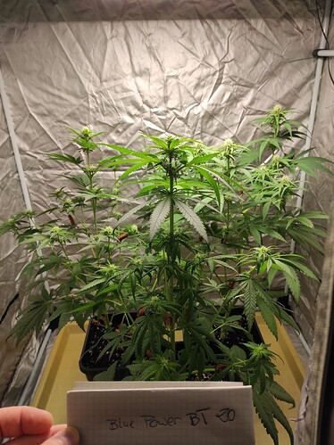 Growreport Bild 8