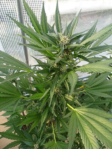 Growreport Bild 6