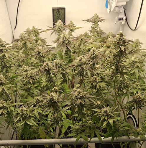 Growreport Bild 4