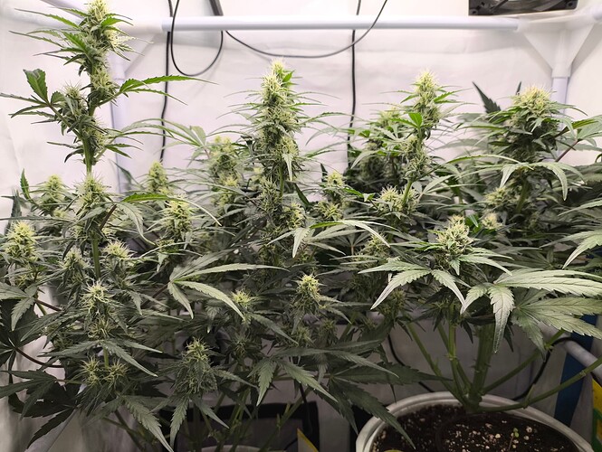 Growreport Bild 2