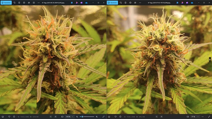 61_67_TageCinBud02