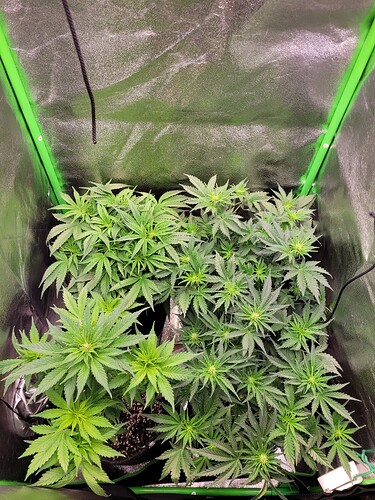 Growreport Bild 13