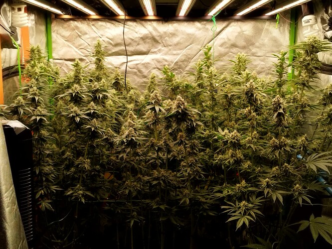 Mehrere blühende Cannabispflanzen in einem Zelt unter LED-Lampen.