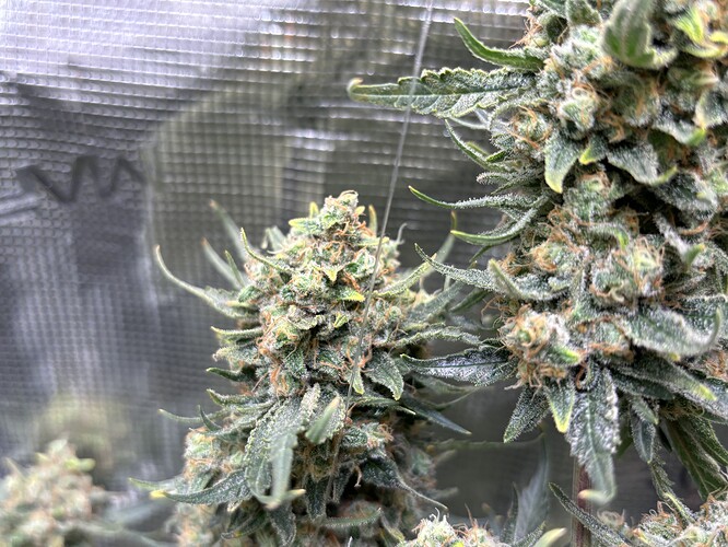 Growreport Bild 4