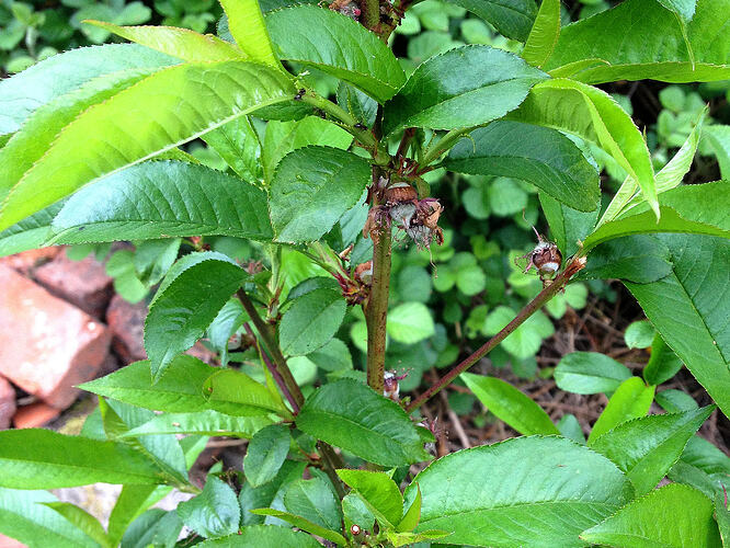 Grow26_0510_6