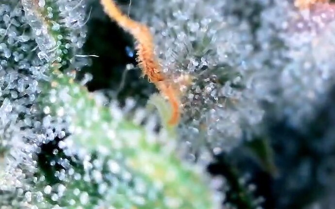 Growreport Bild 43