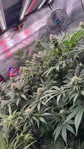 Growreport Bild 13