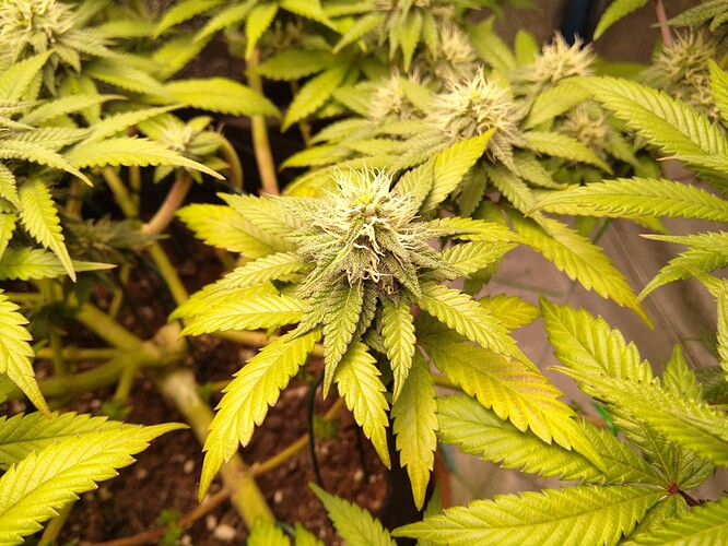 Growreport Bild 2