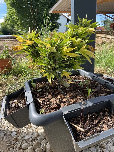 Growreport Bild 2