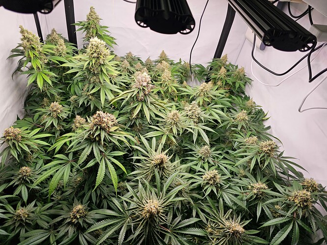 Growreport Bild 1