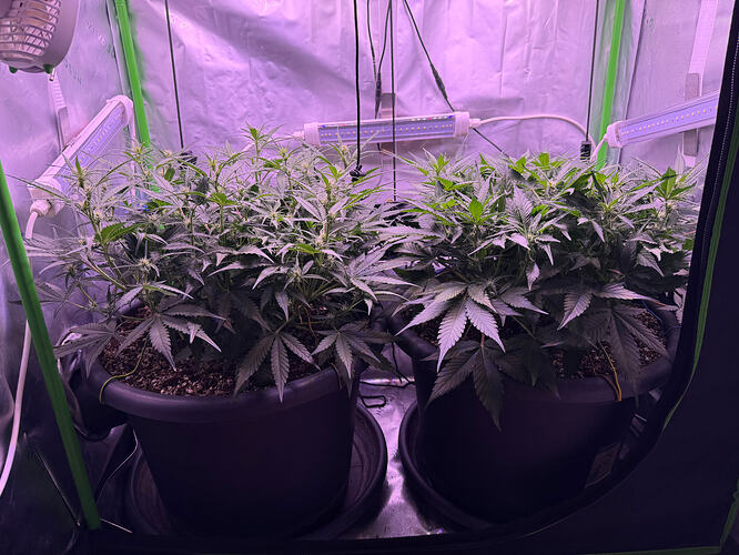 Growreport Bild 51