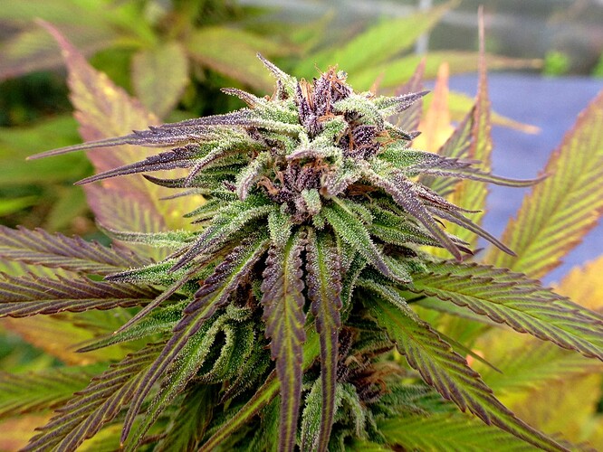 Growreport Bild 5