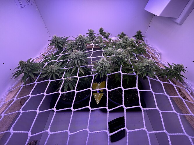 Zwei Cannabis-Pflanzen in der Blütephase, die unter einem Scrog-Netz in einer Growbox wachsen.