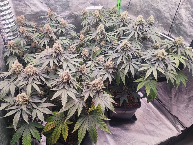 Growreport Bild 35