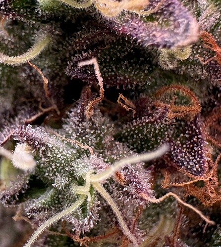 Growreport Bild 10