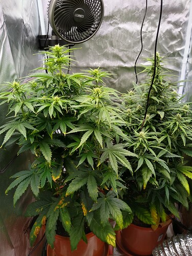 IMG_20240523_105907473_HDR