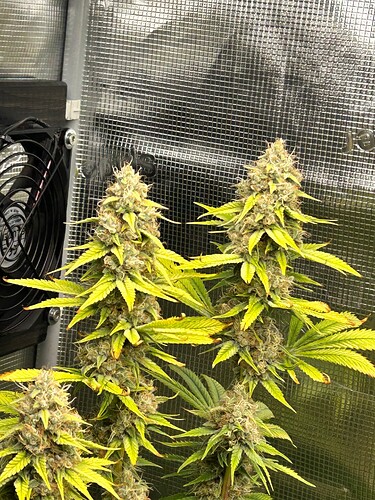 Growreport Bild 3