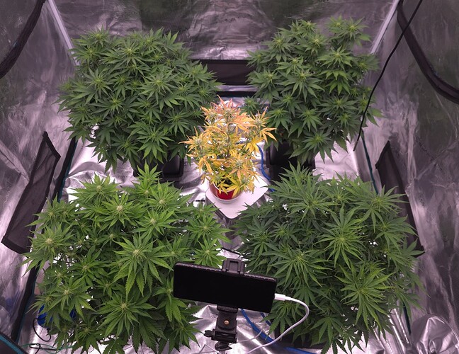 Growreport Bild 2