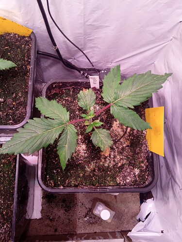 Growreport Bild 2