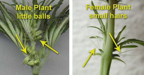 male-female-plant-differences-how-to-1