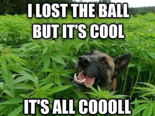 tmp_530-cool-weed-dog-56cc88673df78cfb37a05c8d253113528