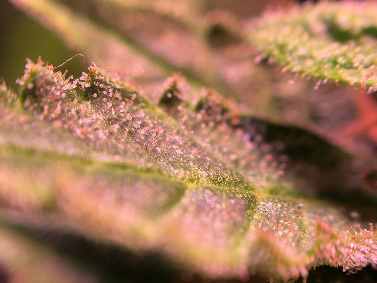Growreport Bild 5