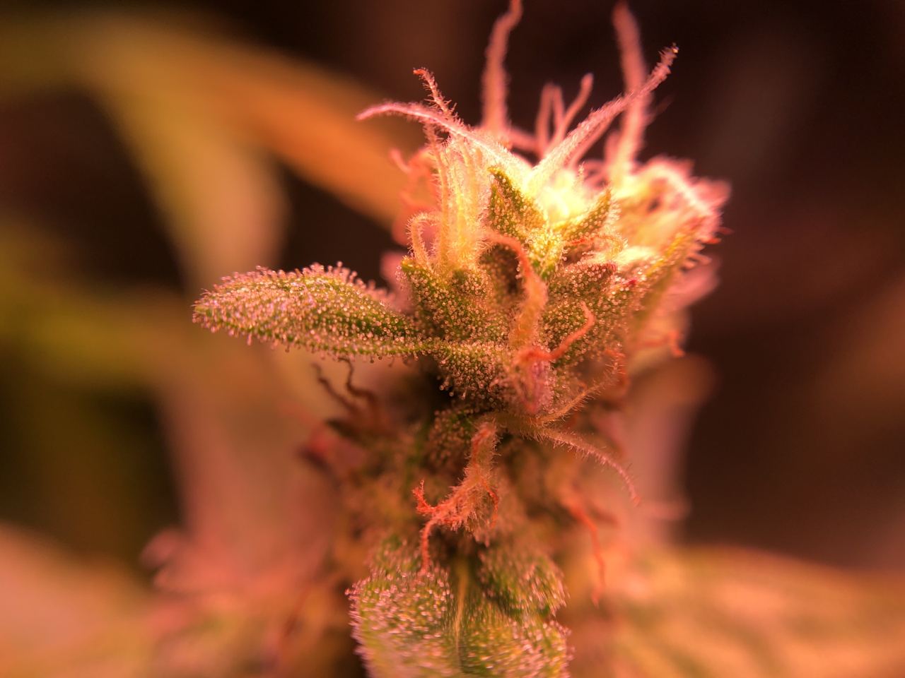Growreport Bild 1
