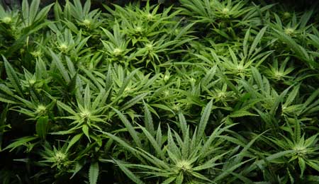 Beispiel einer Cannabispflanze, die zu viel Licht bekommt, sodass alle Blätter nach oben zeigen