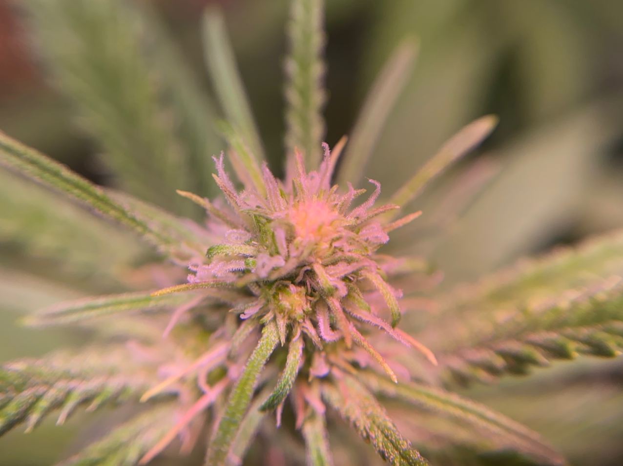 Growreport Bild 3
