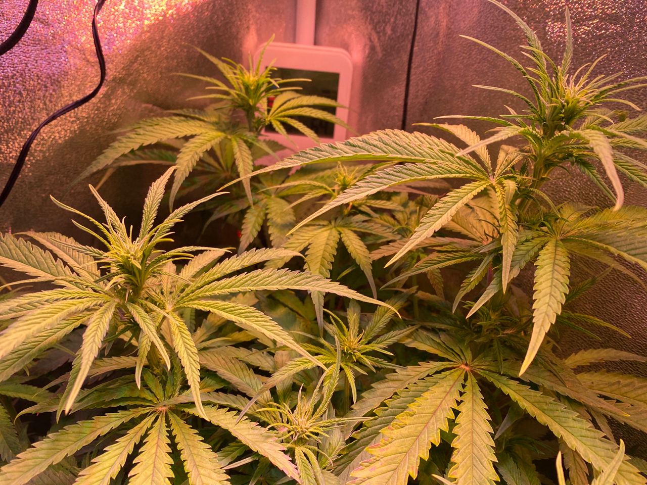 Growreport Bild 4