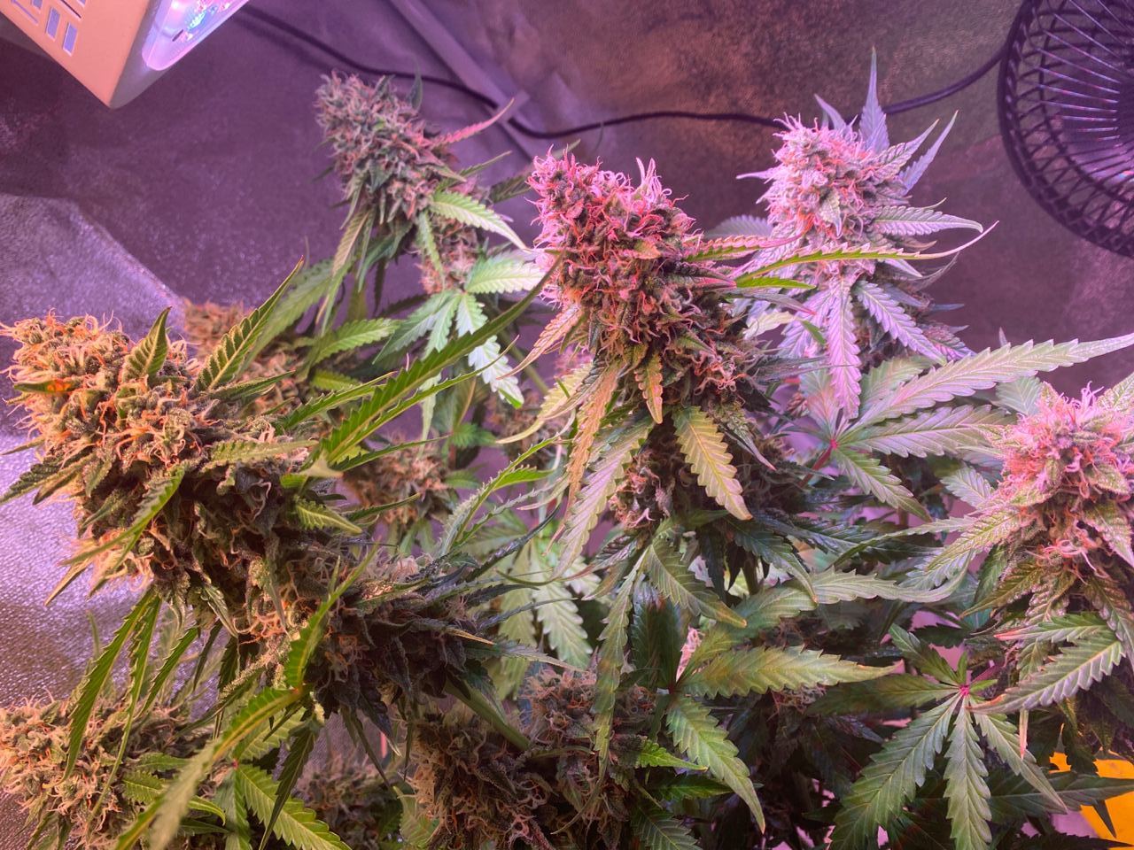 Growreport Bild 2