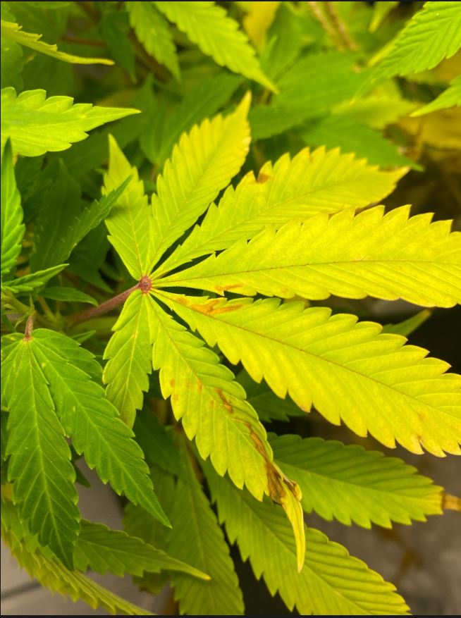 Growreport Bild 7