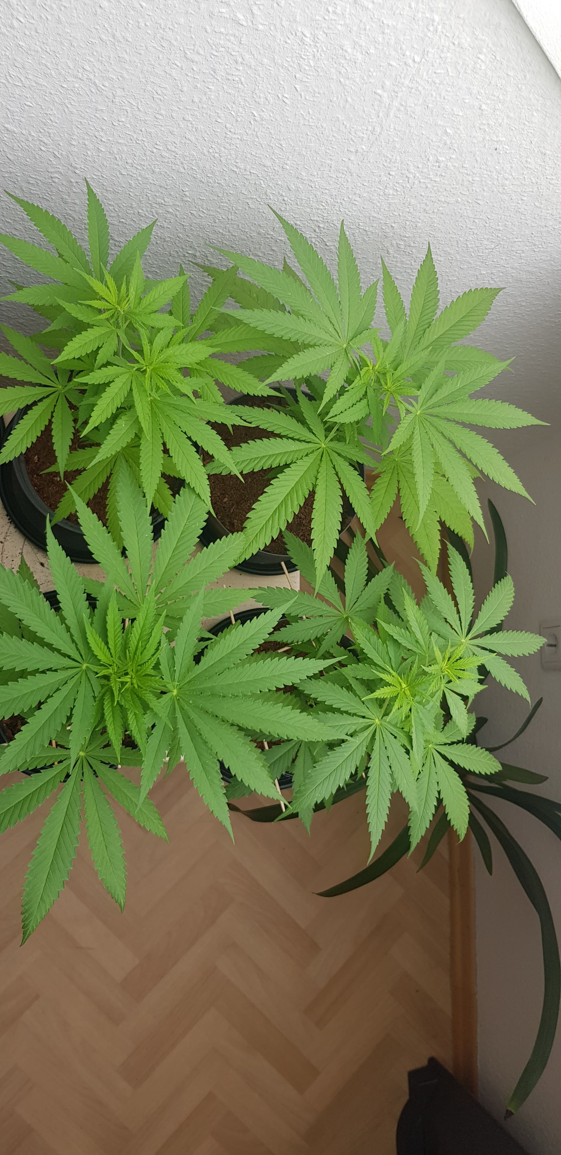 Was sind das für Sorten? Anfänger Forum