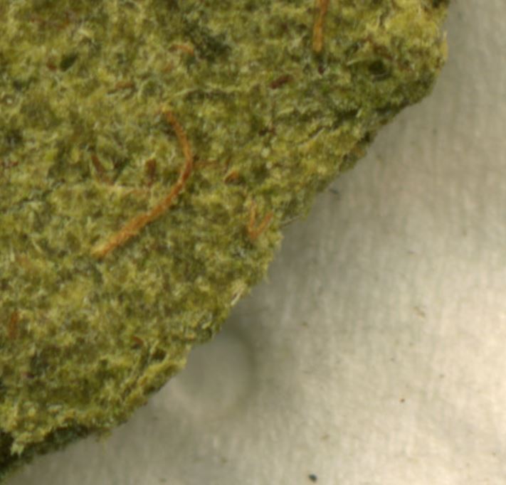 Growreport Bild 21