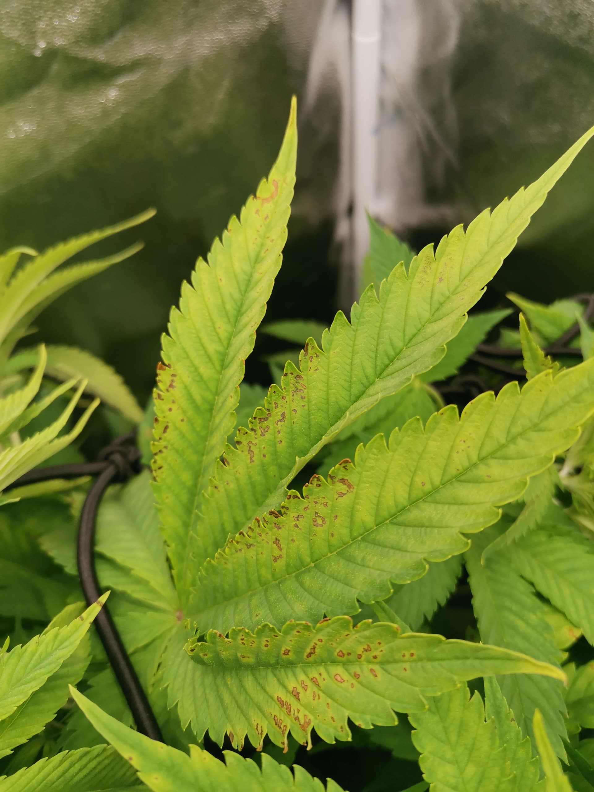 Kranke Blätter / Braune Flecken GrowProbleme Forum