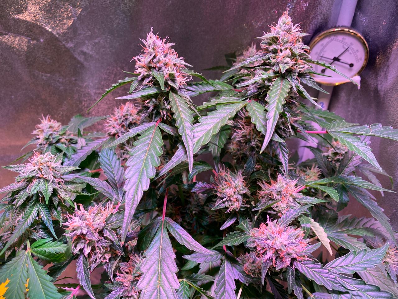 Growreport Bild 14