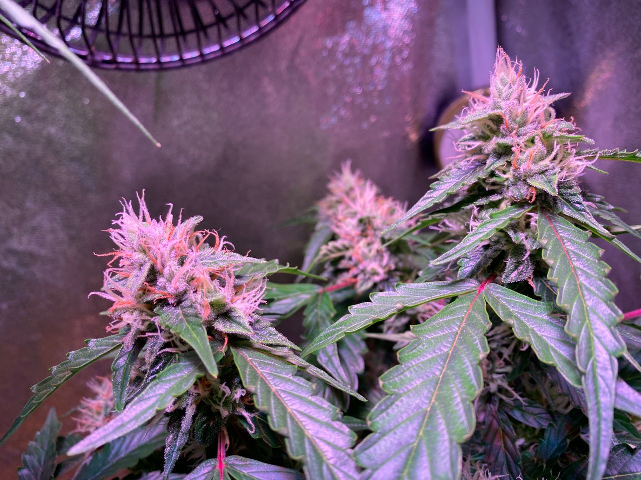 Growreport Bild 20