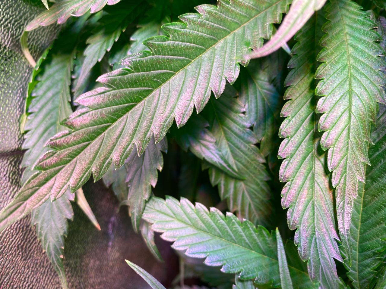 Growreport Bild 7