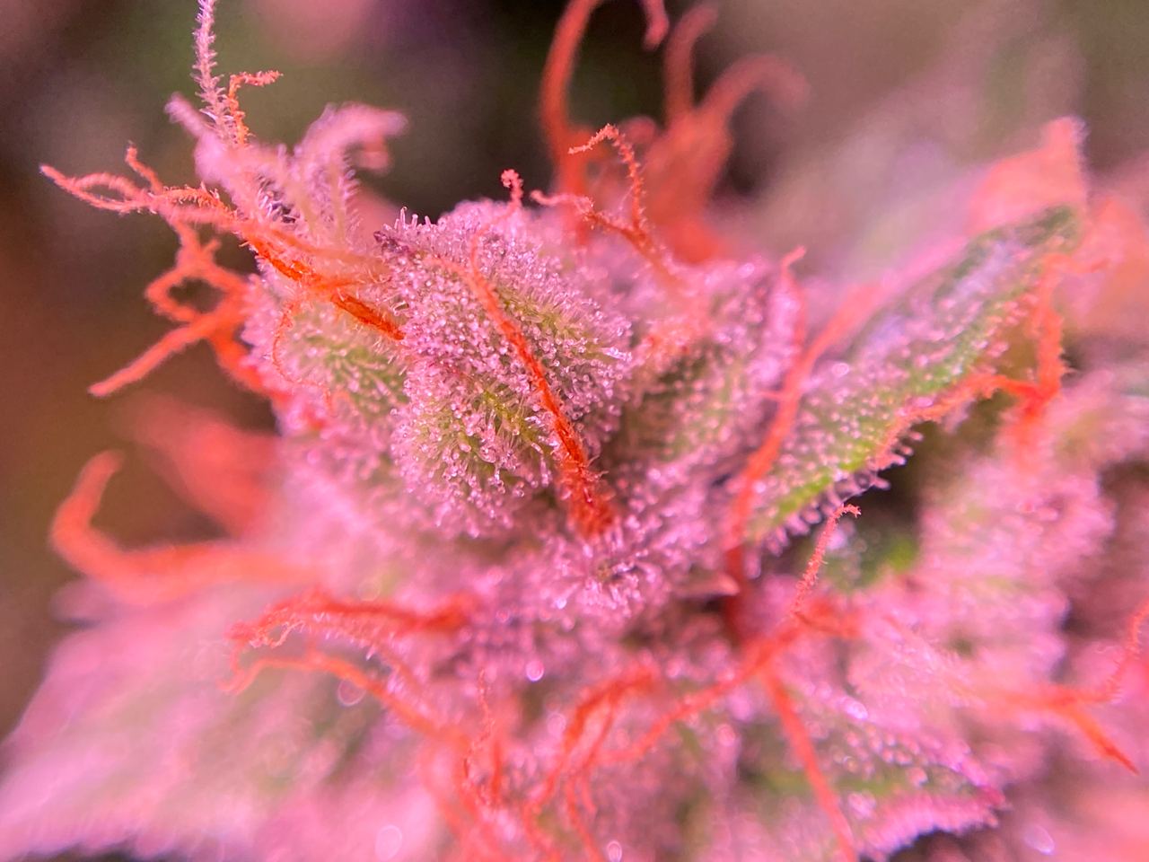 Growreport Bild 55