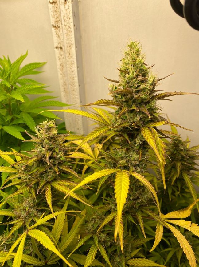 Growreport Bild 7