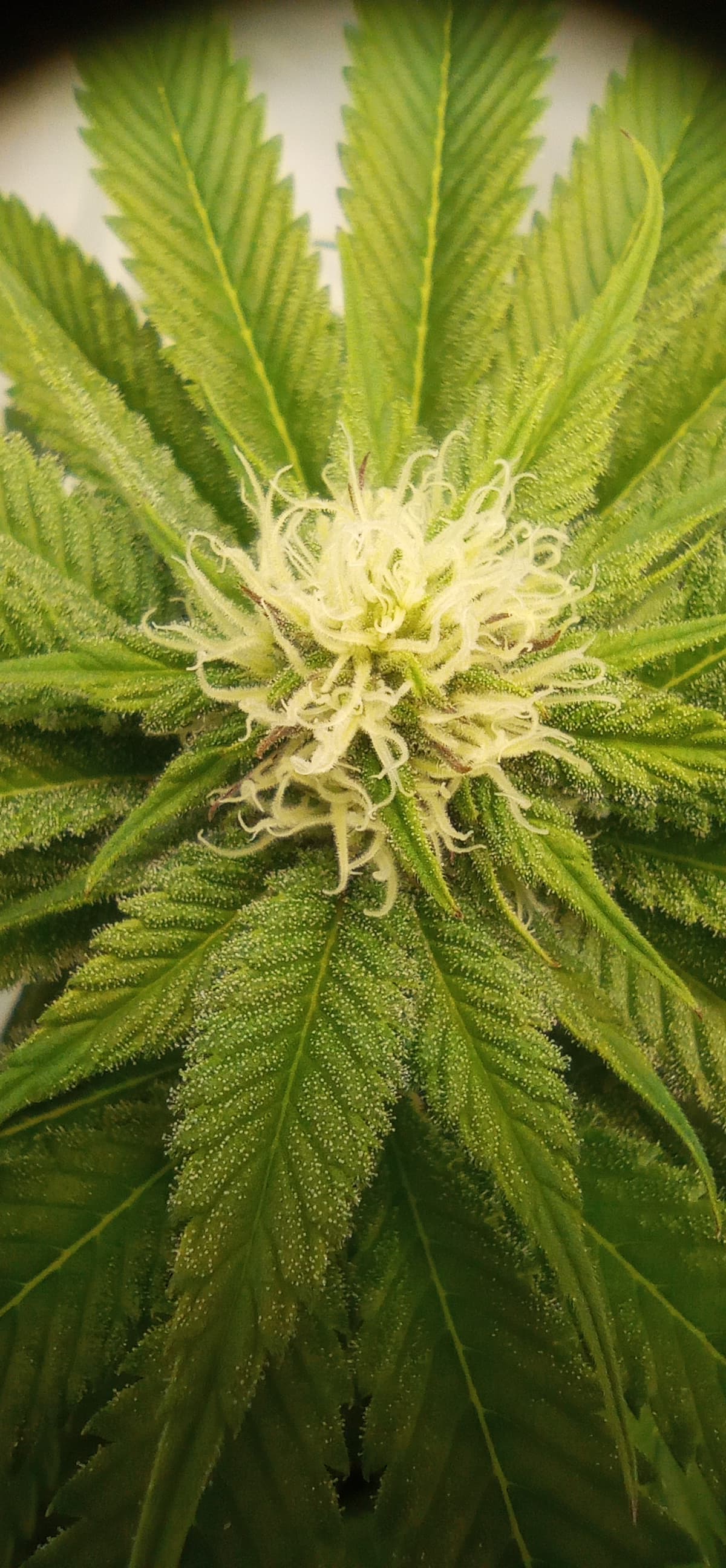 IMG_20240115_145611_1