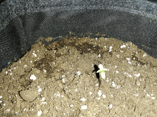 GG03-GIF-231108