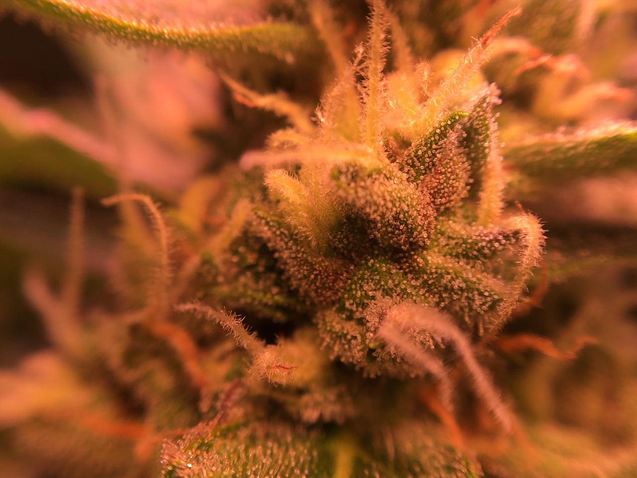 Growreport Bild 2