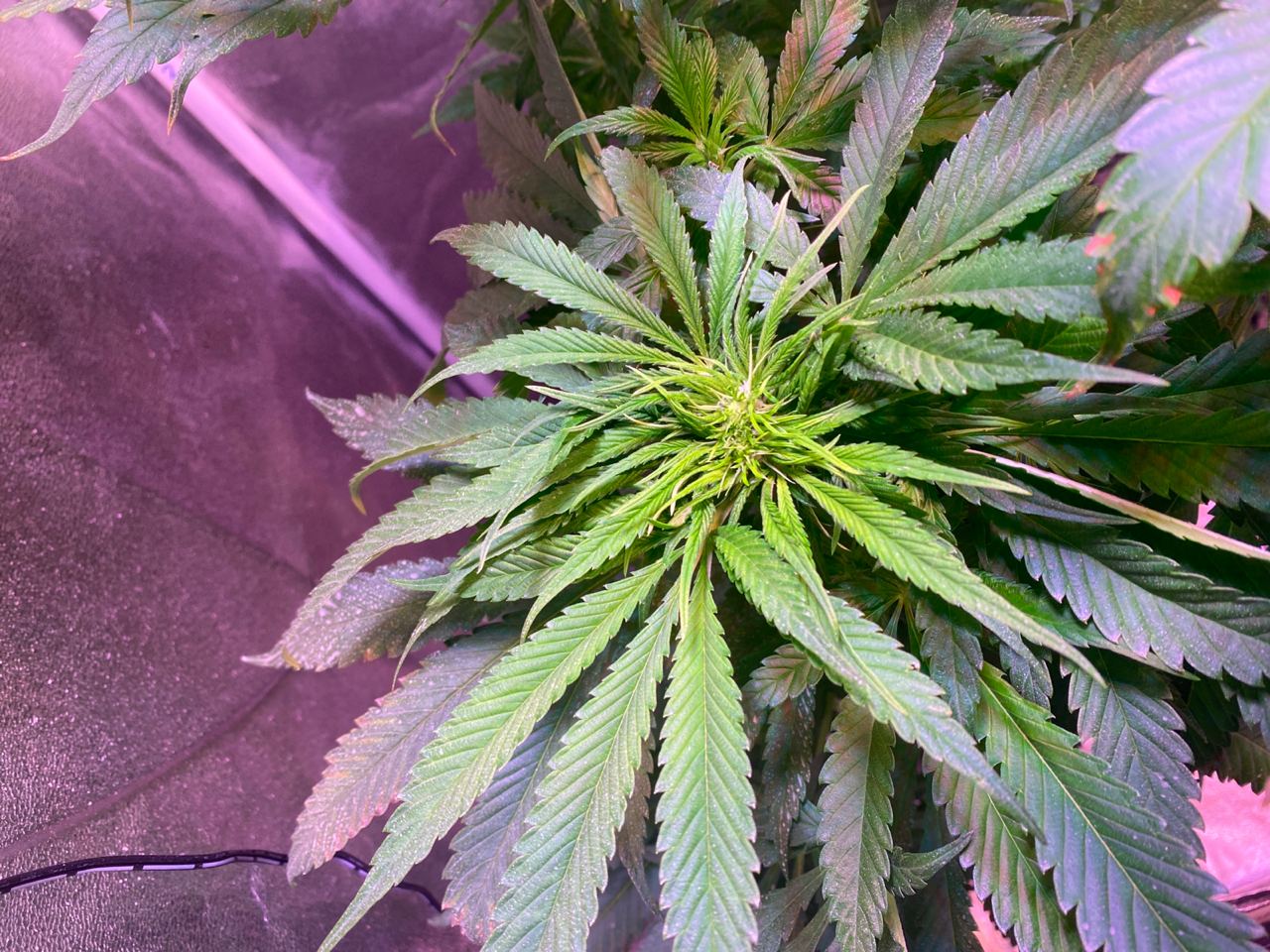Growreport Bild 13