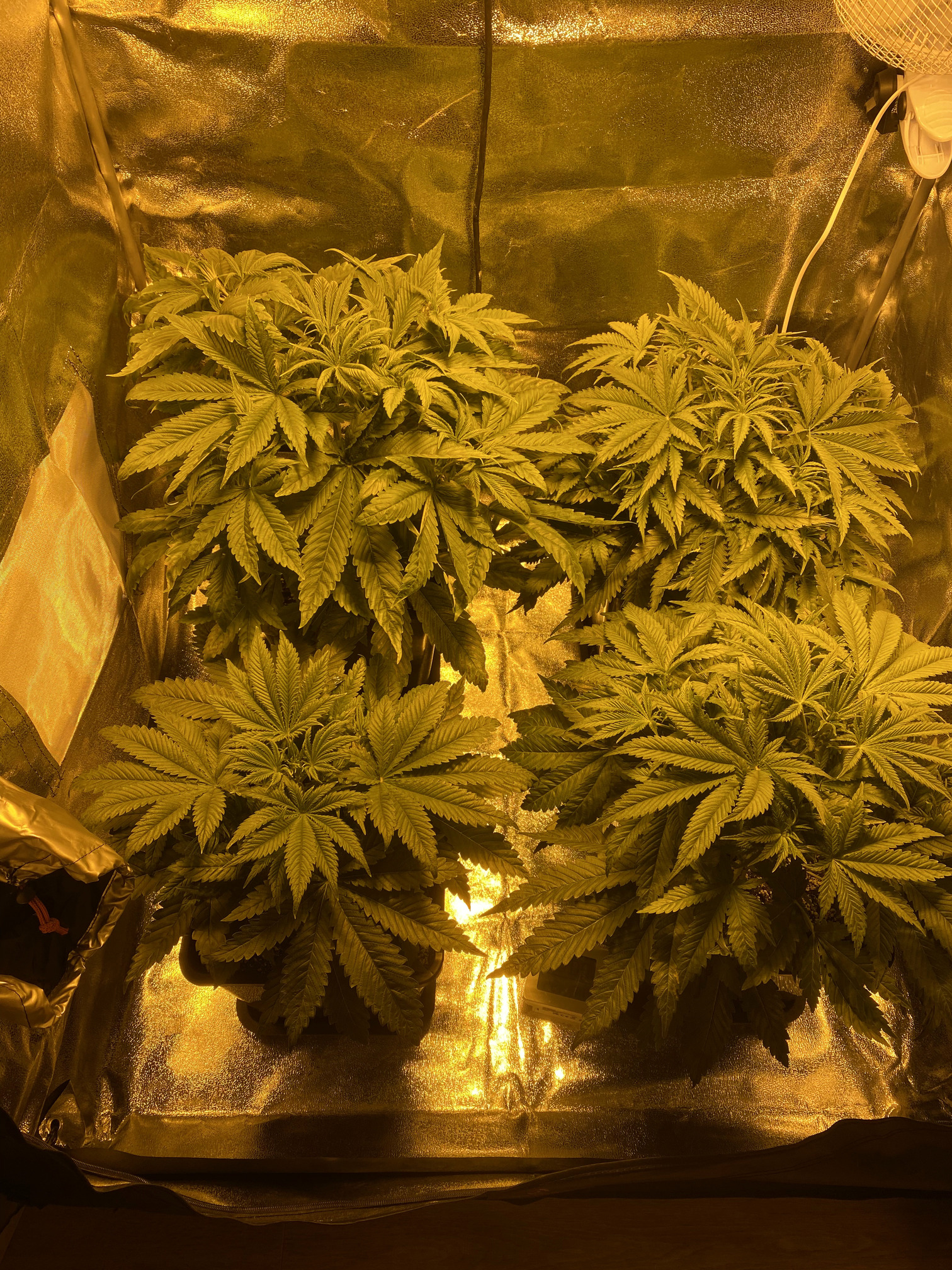 Wann in die Blüte schicken Anfänger Forum