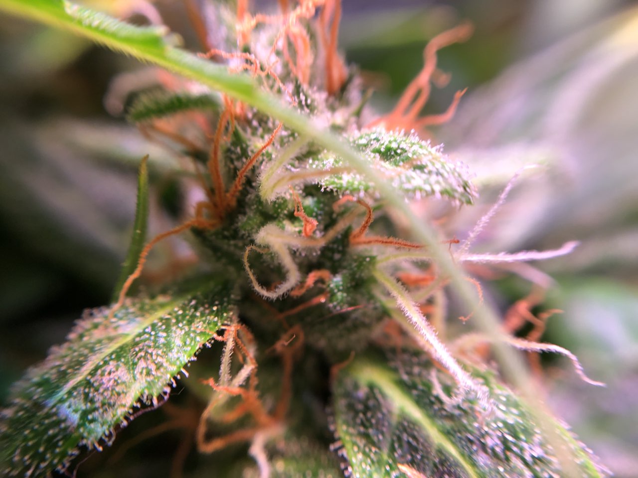 Growreport Bild 14