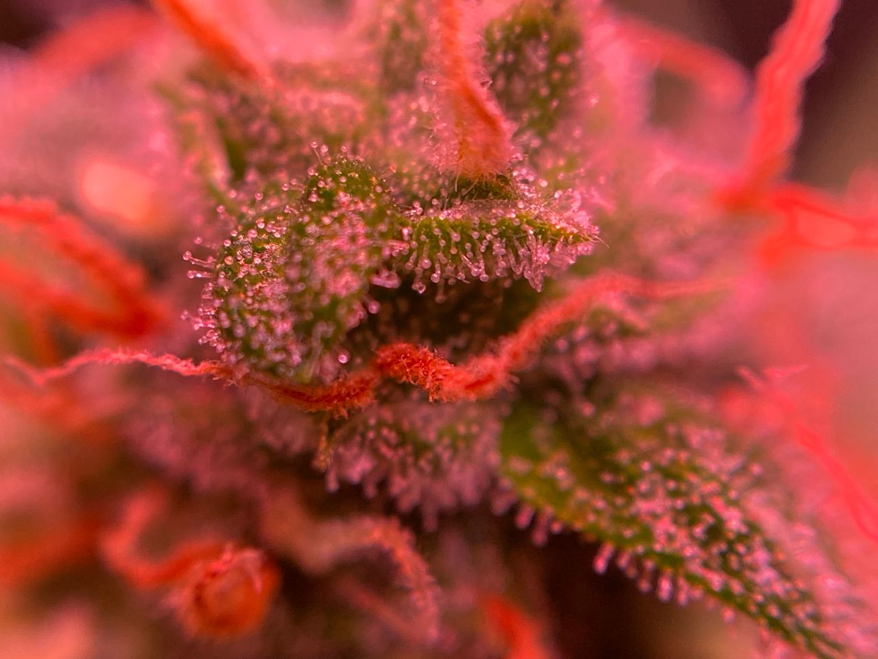 Growreport Bild 33